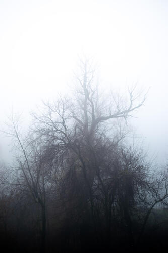 Riverside trees in fog
